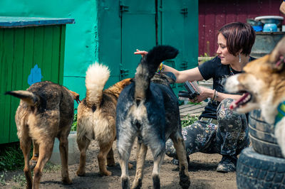 Dog at the shelter. animal shelter volunteer takes care of dogs. 