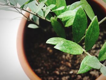 Close-up of potted plant leaves