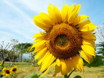 Close-up of sunflowers blooming on field against sky