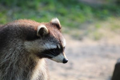 Close-up of an animal looking away