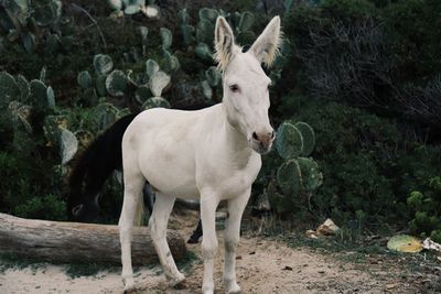 Donkey standing on field