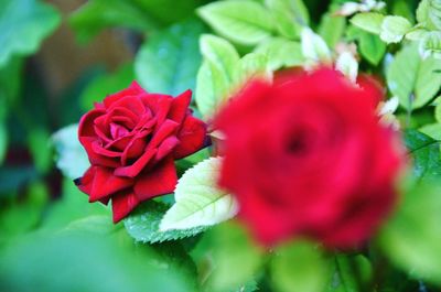 Close-up of red rose