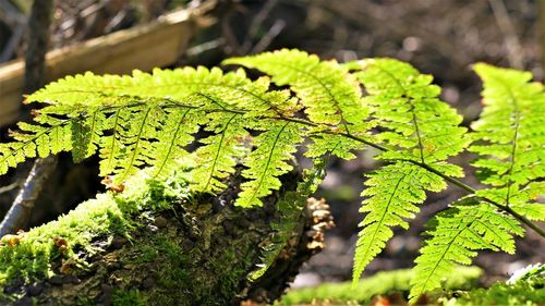 Close-up of green leaves on land