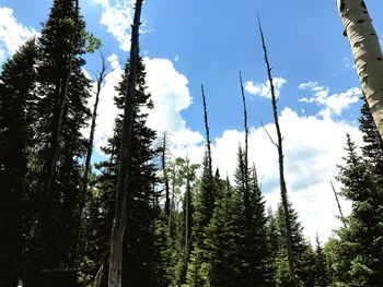 Low angle view of trees in forest against sky