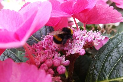 Close-up of bee pollinating on pink flower