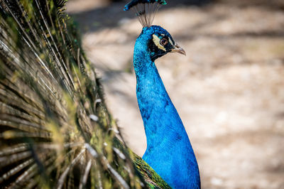 Male adult indian peafowl. portrait of a blue peacock. closeup of head and tail. beauty in nature.