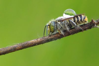 Close-up of insect on twig