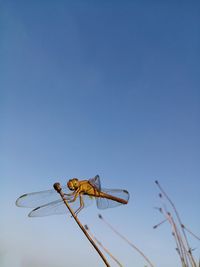 Close-up of dragonfly on plant against clear blue sky