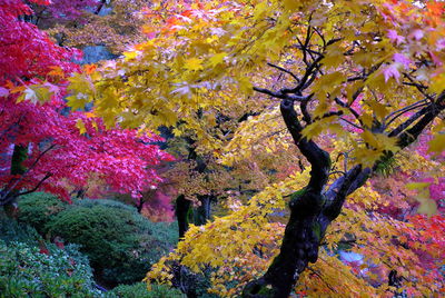 View of flowering trees in park during autumn