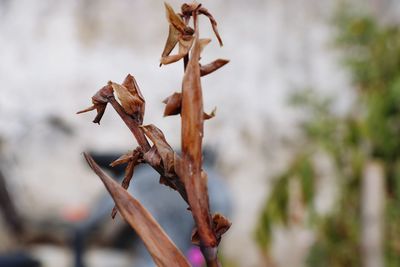 Close-up of wilted plant