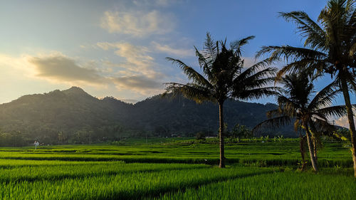 Scenic view of palm trees on field against sky