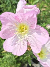 Close-up of flower blooming outdoors