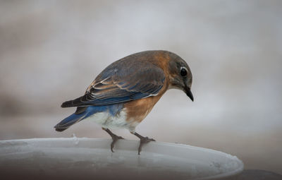 Close-up of bird perching outdoors