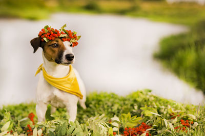 View of a dog looking away