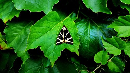 Close-up of insect on leaf