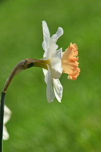 Close-up of white flowers blooming outdoors