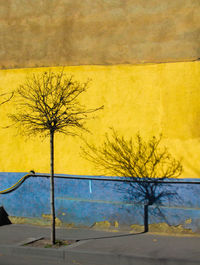 Bare tree against yellow wall