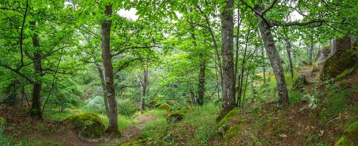 Trees in forest