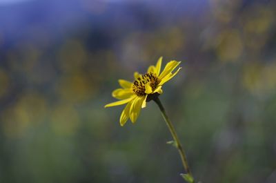 Close-up of yellow cosmos flower blooming outdoors