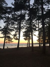 Silhouette trees on beach against sky at sunset