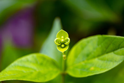 Close-up of water drops on plant