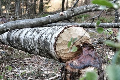 Logs on tree trunk in forest