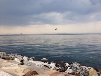 Seagulls flying over sea against sky