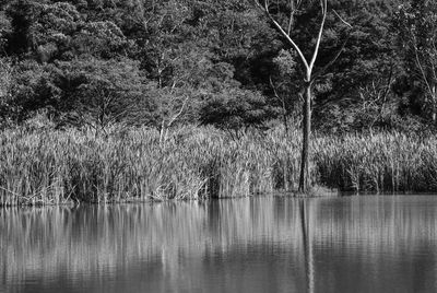 Scenic view of lake in forest