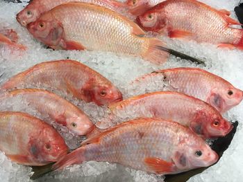 Close-up of fish for sale in market