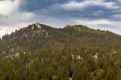 Scenic view of forest against sky