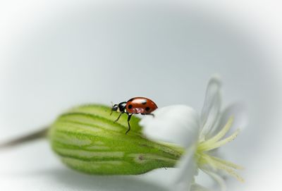 Close-up of insect on flower