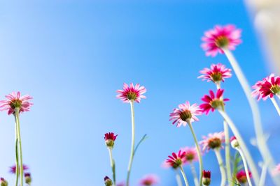 Low angle view of pink flowering plants against blue sky