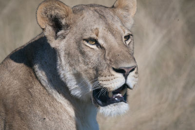 Close-up of a cat looking away in zoo