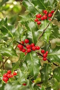 Close-up of red berries growing on plant