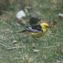 Close-up of bird on grass