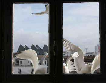 View of birds against sky seen through glass window