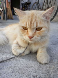 Close-up portrait of a cat