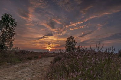 Scenic view of field against sky at sunset