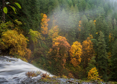 High angle view of trees in forest during autumn