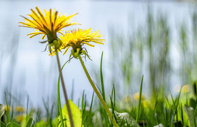 Close-up of yellow flowering plant on field