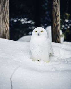 Close-up of a bird in snow