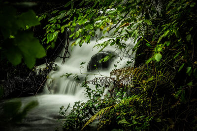 Scenic view of waterfall in forest