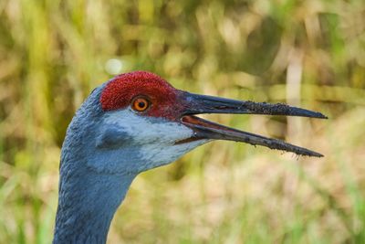 Close-up of sandhill crane