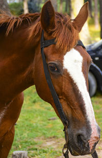 Close-up portrait of horse on field