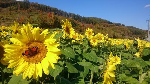 Close-up of bee on sunflower field against clear sky