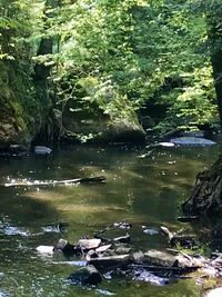 Scenic view of lake in forest