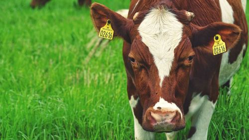 Portrait of cow on field