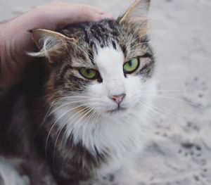 Close-up of cat with hand