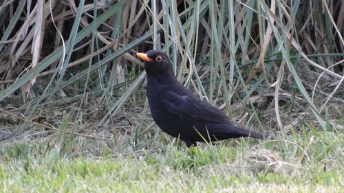 Close-up of bird perching on field