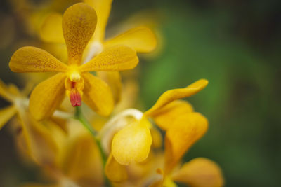 Close-up of yellow flowering plant